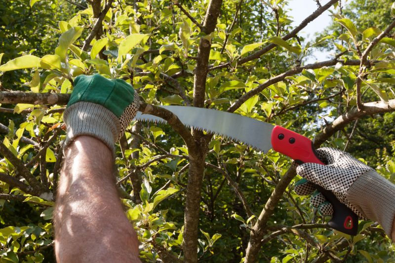 Bradford Pear Tree Pruning in Allentown, PA