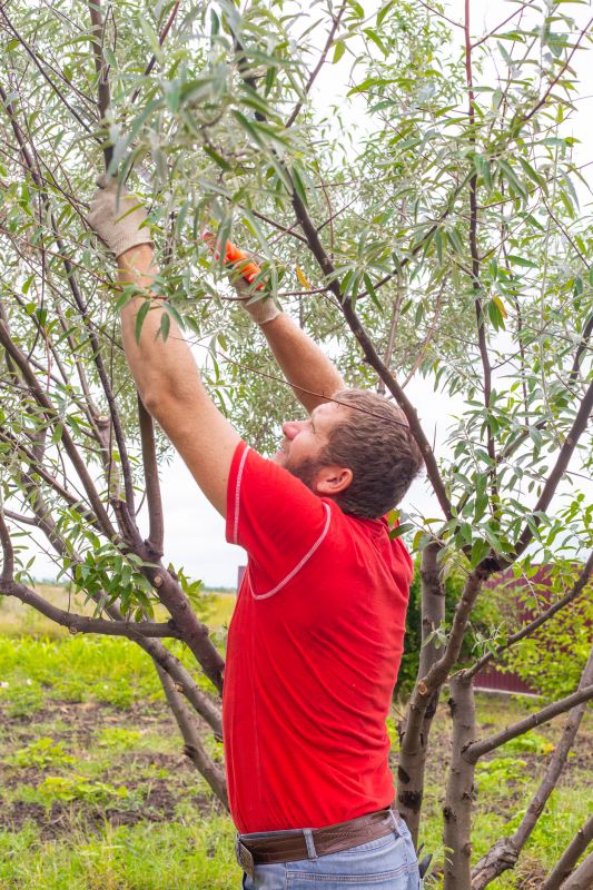 Cedar Tree Pruning in Pottstown, PA
