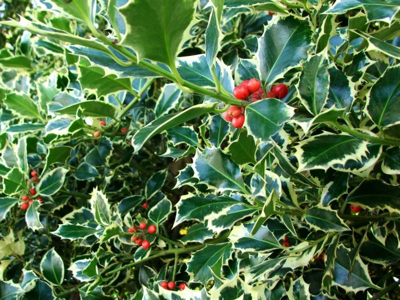 Holly Bushes Trimming in Ventura County, CA