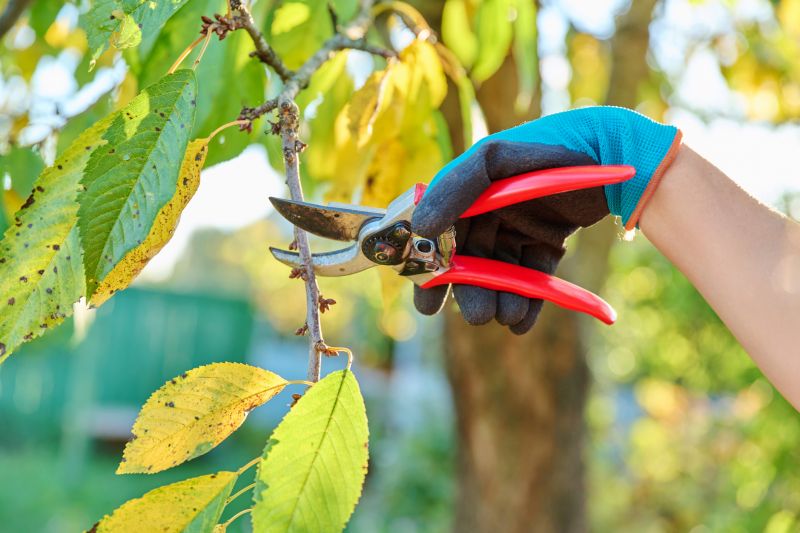 Magnolia Tree Pruning in San Jose, CA