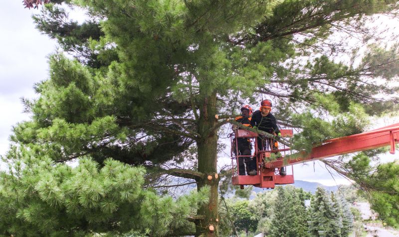 Local Tree Straightening pros at work