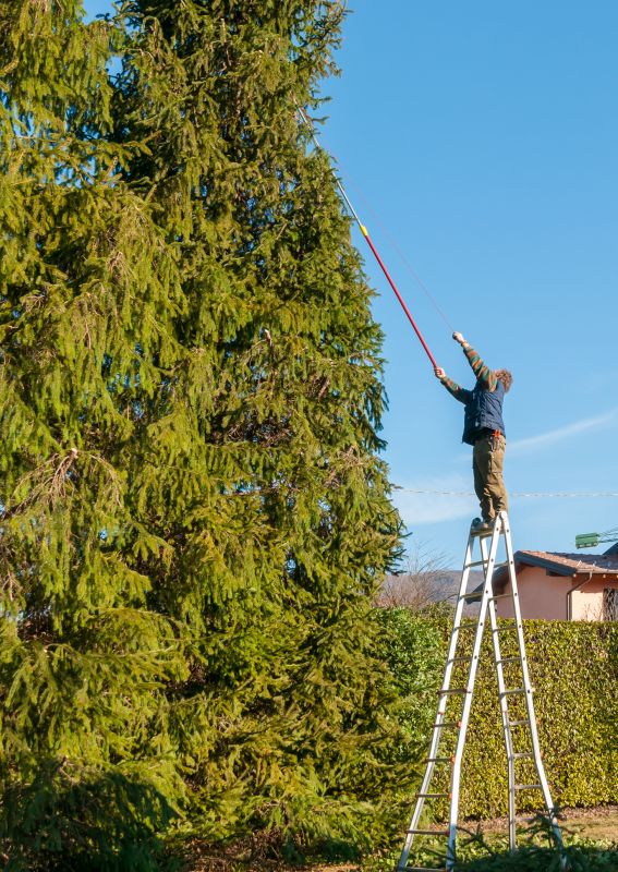Tree Straightening Promotions