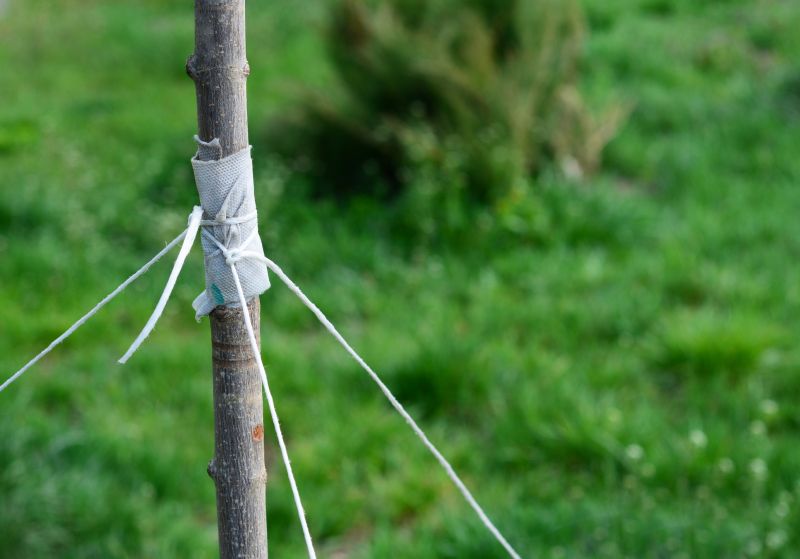 Service Locations for Tree Straightening