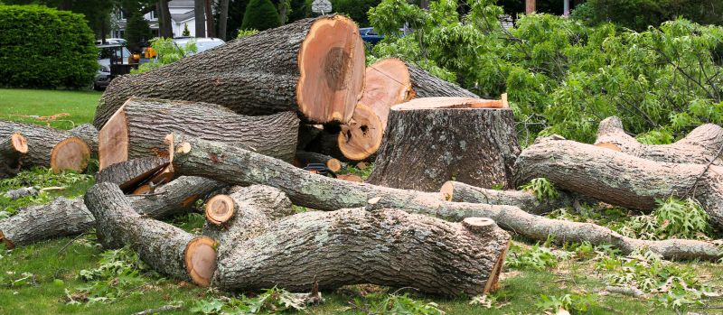 Apple Tree Removal in Pottstown, PA