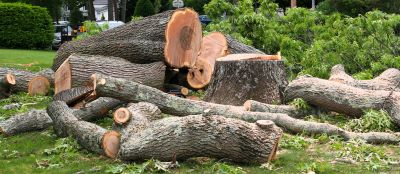 Birch Tree Removal in Bucks County, PA