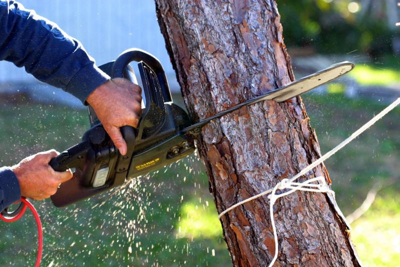Birch Tree Removal in Pottstown, PA