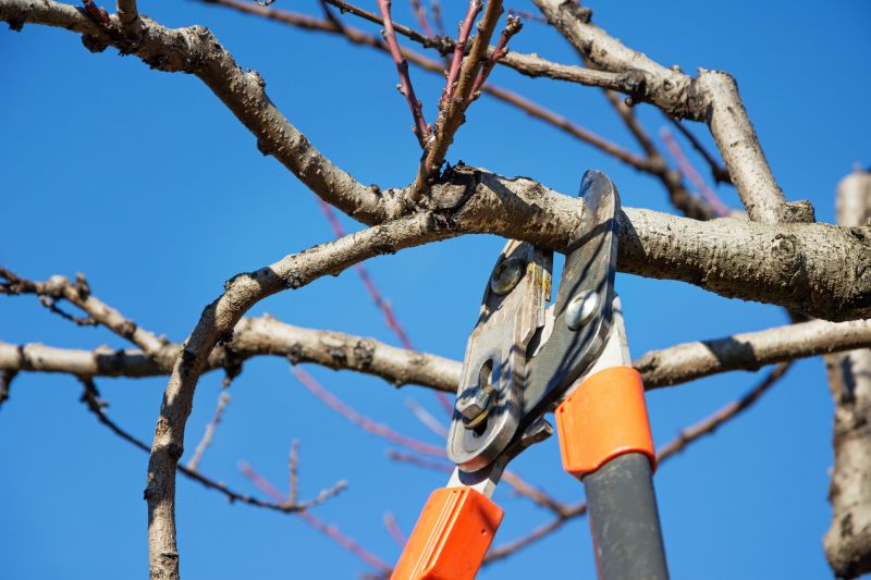 Bradford Pear Tree Pruning in Pottstown, PA