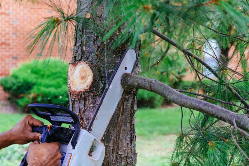 Branches Pruning in Allentown, PA