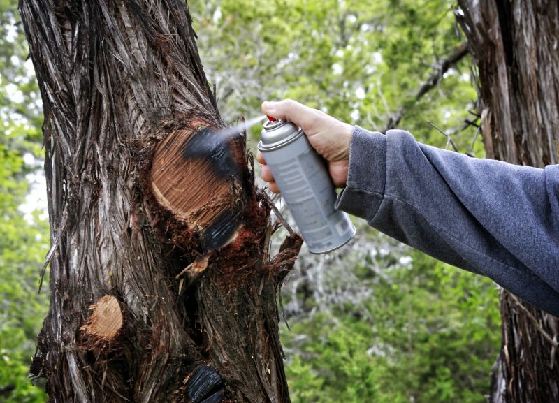 Cedar Tree Pruning in Allentown, PA