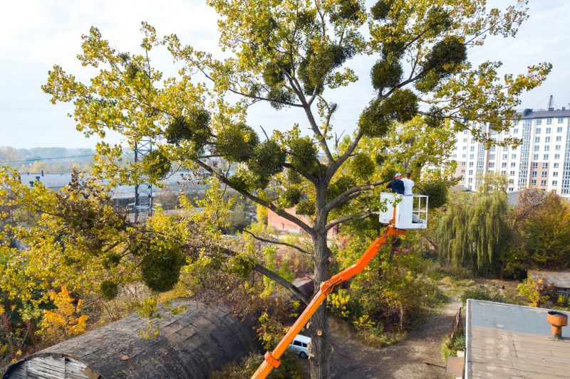 Commercial Tree Service in Aiken, SC