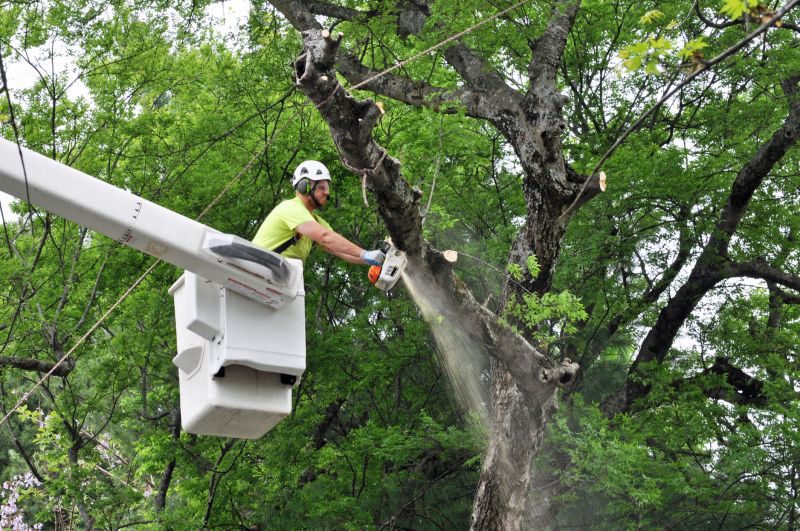 Commercial Tree Trimming in Allentown, PA