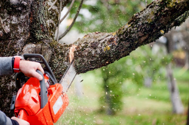 Dead Branch Removal in Allentown, PA