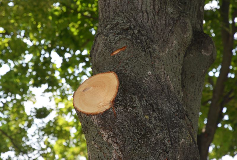Dead Branch Removal in Pottstown, PA