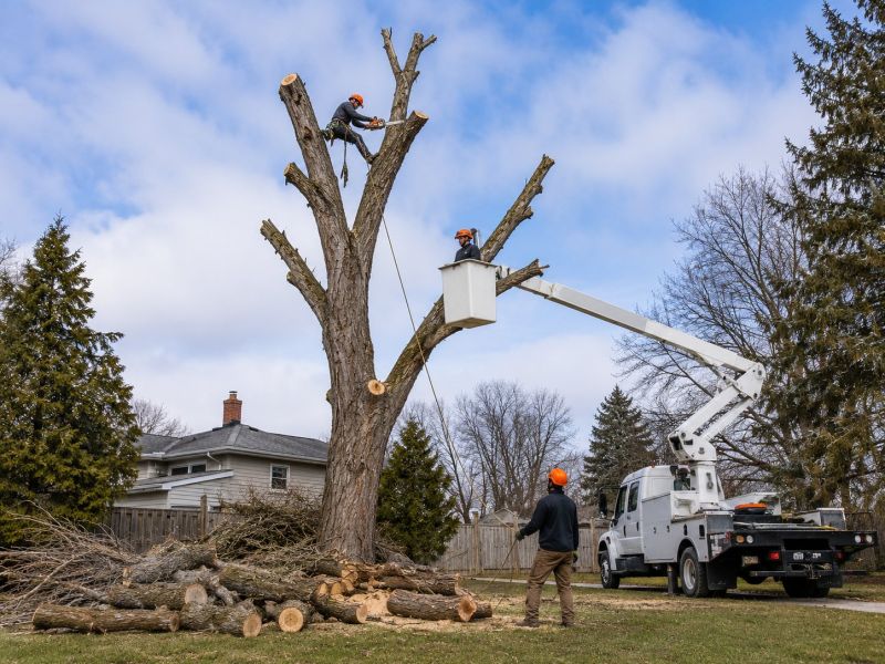 Emergency Tree Removal in Aiken, SC