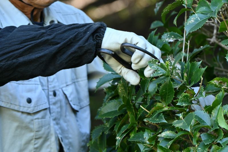 Holly Bushes Trimming in Aiken, SC