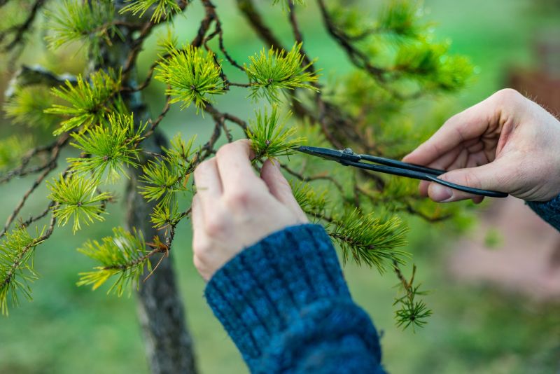 Japanese Maple Pruning in Doylestown, PA