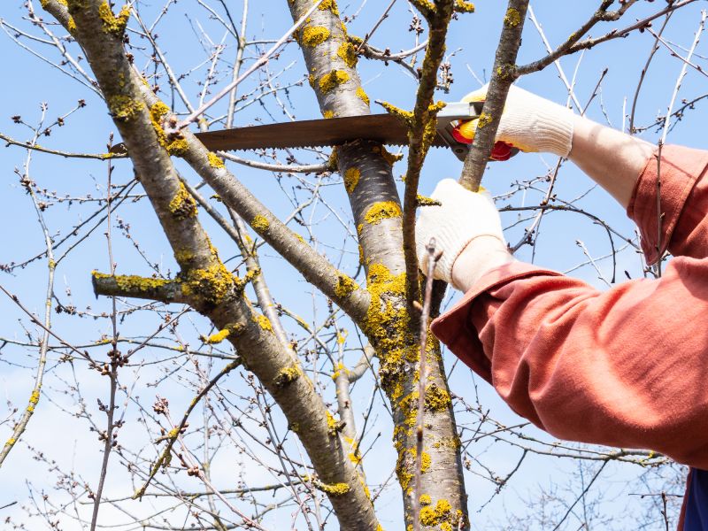 Limb Pruning in Reno, NV
