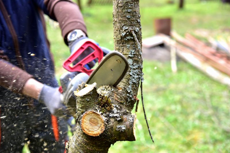 Limbs Trimming in Allentown, PA