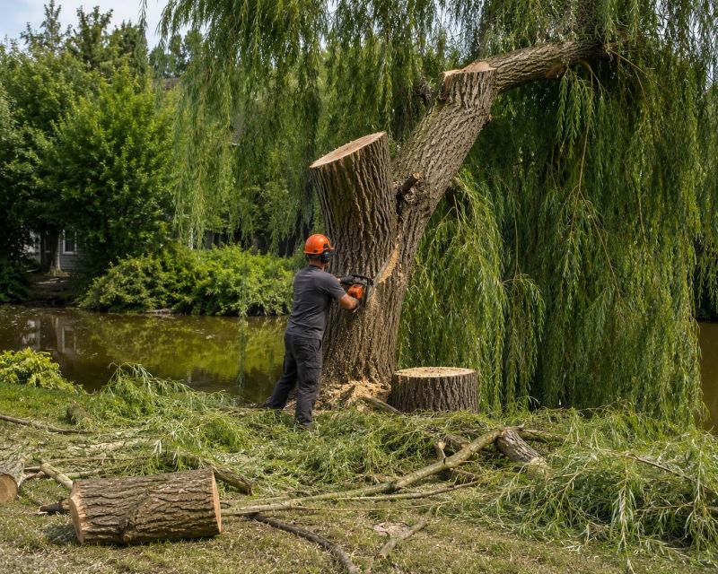 Maple Tree Removal in Doylestown, PA