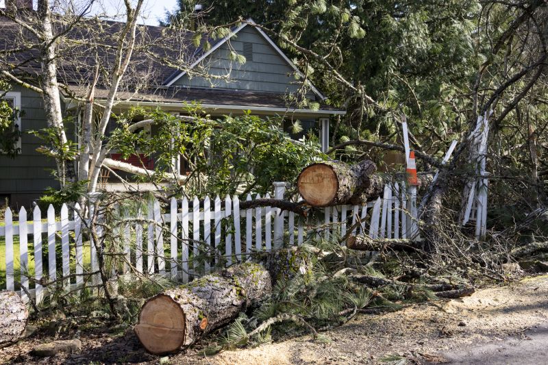 Mimosa Tree Removal in Pottstown, PA