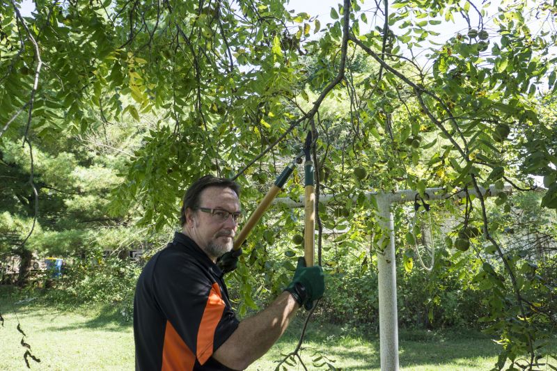 Products For Tree Straightenings in use