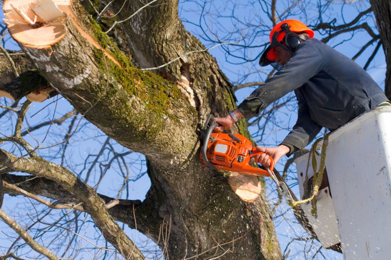 Spruce Tree Removal in Pottstown, PA