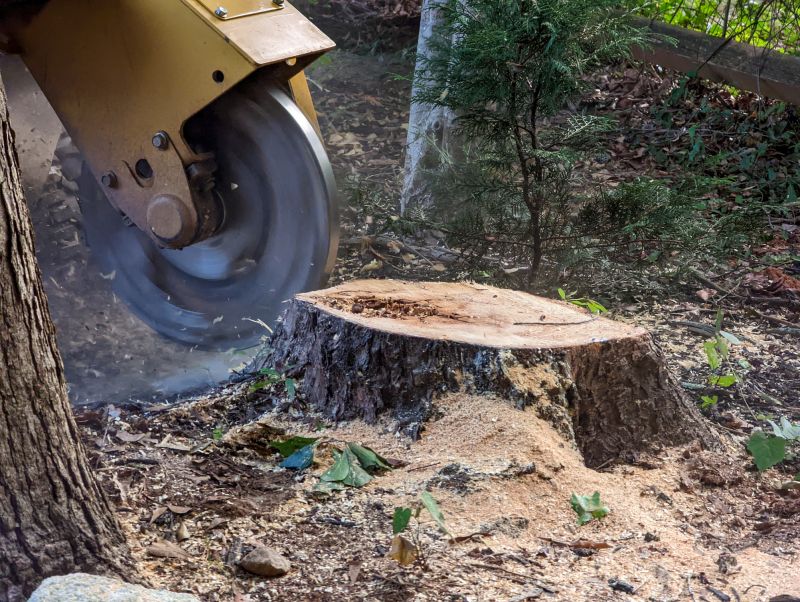Stump Grinding Service in Waldorf, MD