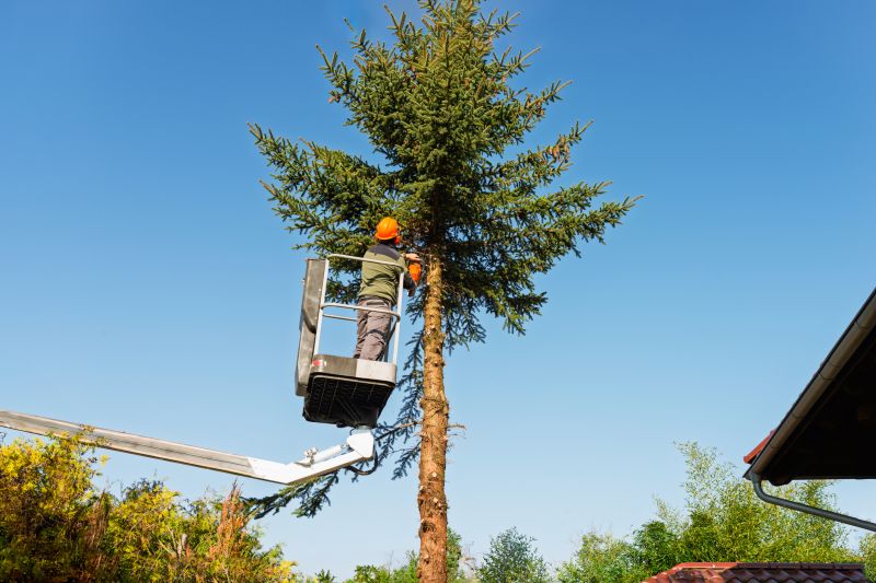 The Importance Of Regular Tree Trimming For Property Safety