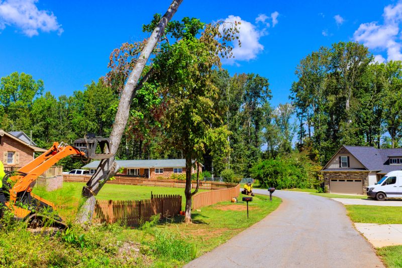 Tree Removal Service in San Jose, CA