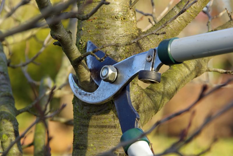 Tree Shaping Service in Allentown, PA