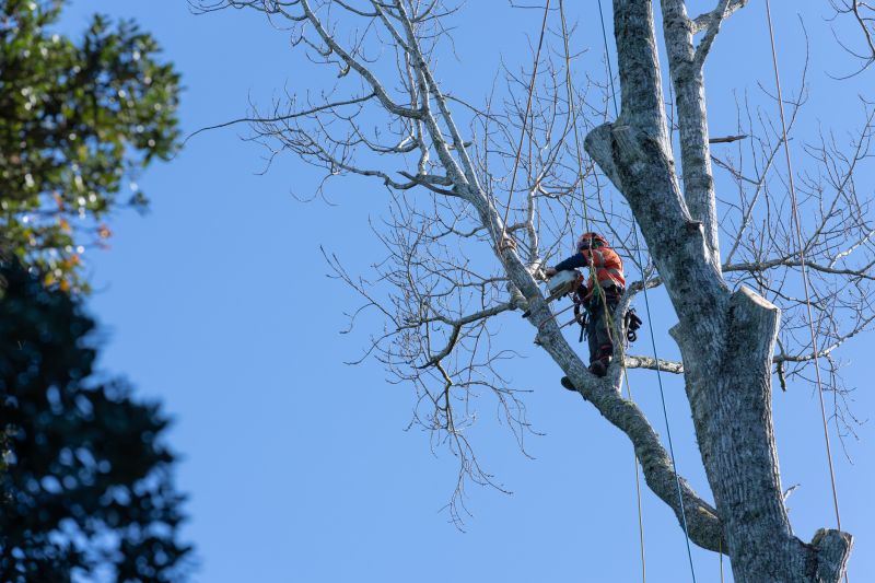 Safety Measures During Tree Straightening