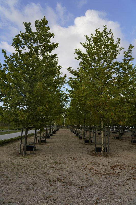 Tree Straightening in Winter