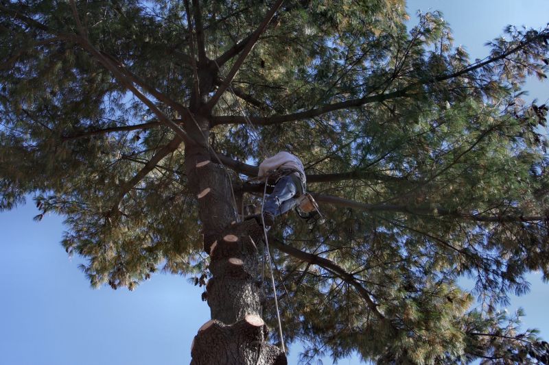 Arborist Climbing