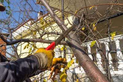 Tree Trimming Service in Allentown, PA