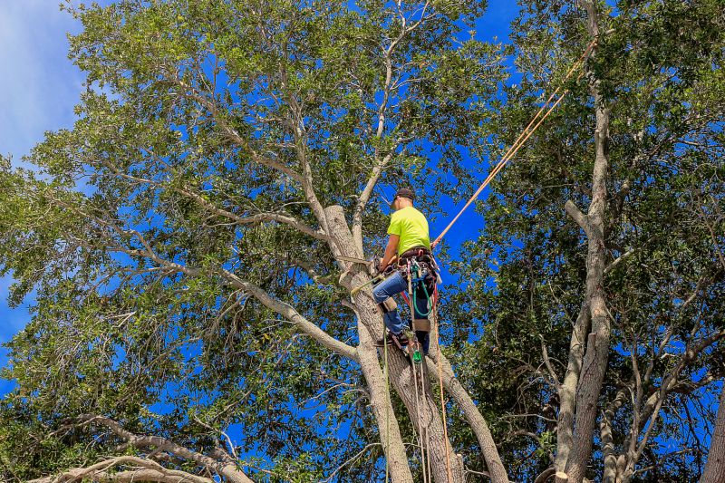 Urban Tree Management Services
