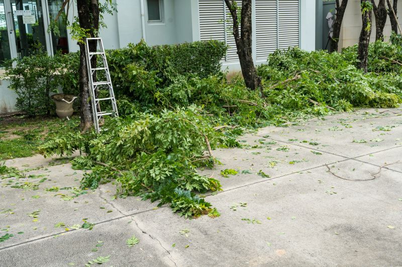 Willow Tree Removal in Pottstown, PA